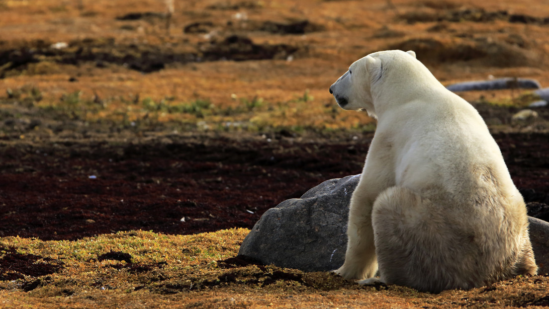 Un oso polar con una lata atorada en su boca busca ayuda en un pueblo del Ártico ruso (VIDEOS)