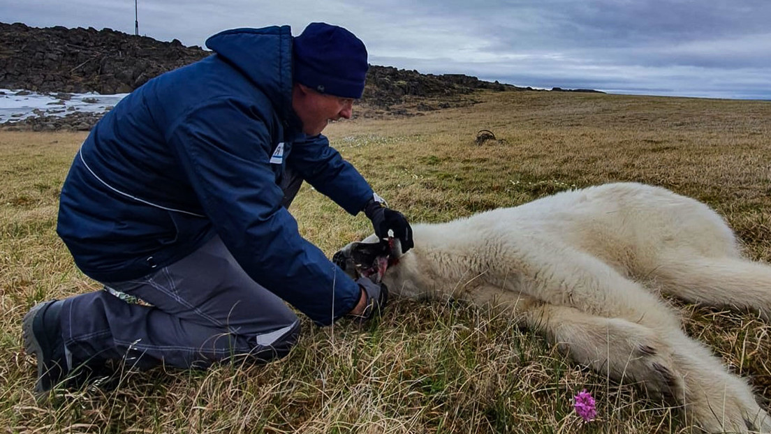 Veterinarios rusos salvan a la osa polar que tenía una lata atorada en la boca (VIDEO, FOTOS)