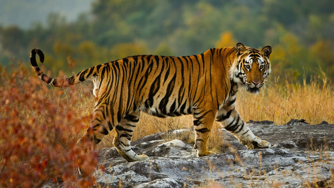 "Optimismo cauteloso": el número de tigres en estado salvaje es un 40 % mayor de lo que se pensaba