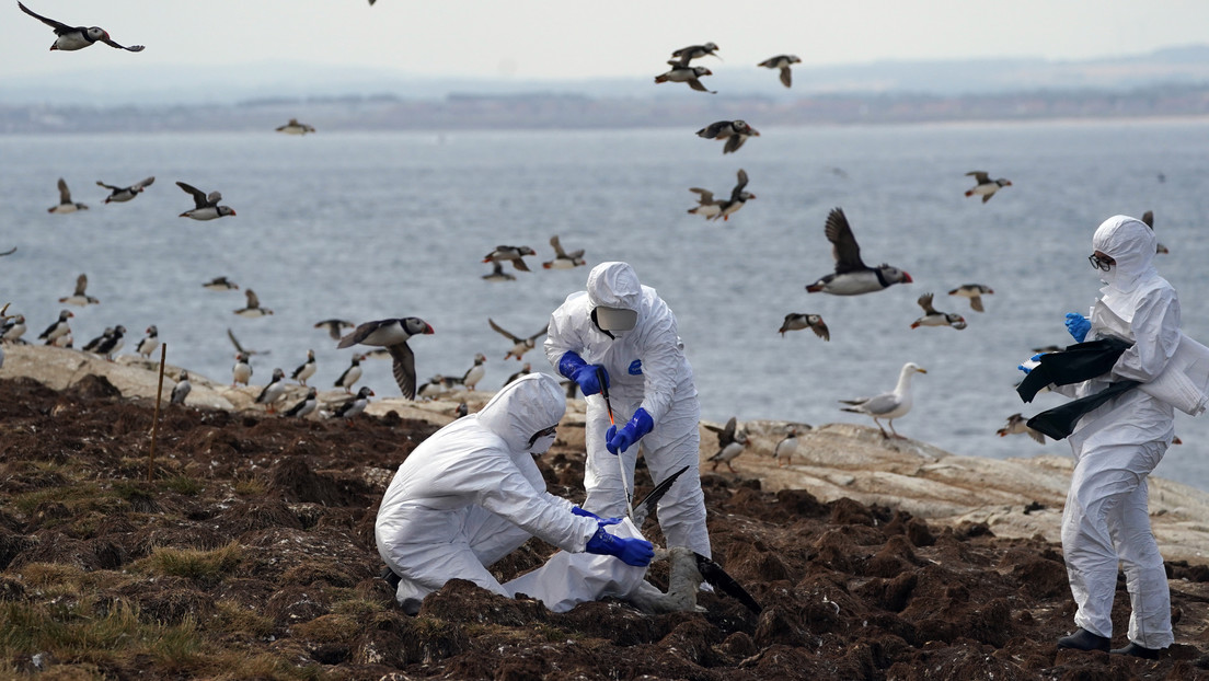 Un brote de gripe aviar en el Reino Unido podría haber provocado una "tragedia en la fauna salvaje sin precedentes"