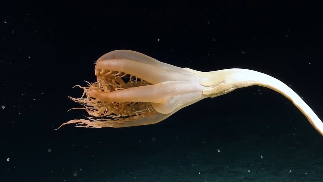 VIDEO: Una inusual criatura gigante con tentáculos es avistada por primera vez en las profundidades del Pacífico