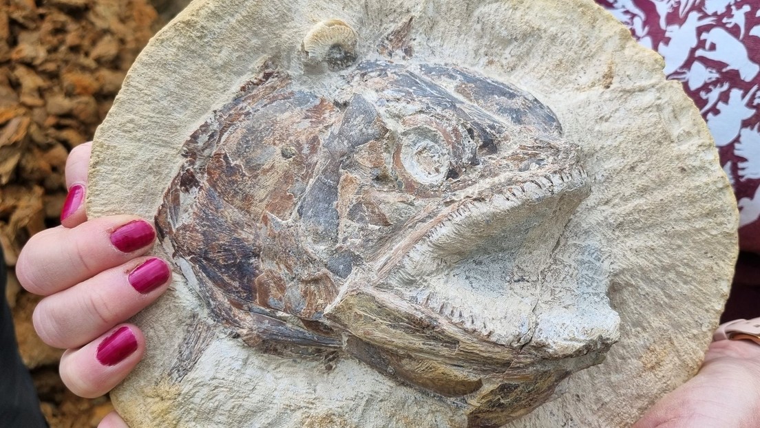 Descubren un fósil tridimensional de un pez jurásico que no tiene parangón