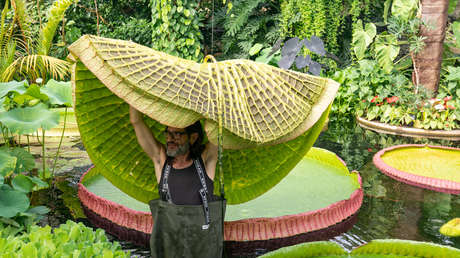 Un horticultor español descubre un nenúfar gigante, nombrado como especie nueva (FOTO)