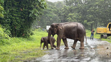 Salvan a una cría de elefante y a su madre que se cayeron a una alcantarilla de 2 metros de profundidad en Tailandia (FOTOS, VIDEO)