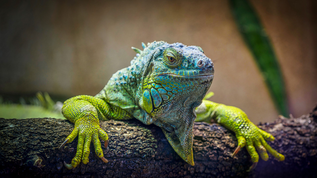 "Un gran logro de conservación": vuelven a nacer iguanas terrestres en una isla de las Galápagos tras casi dos siglos