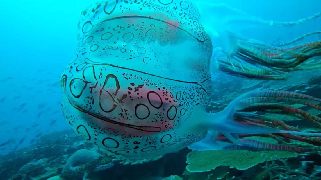VIDEO: Filman a una rara medusa en las costas de Papúa Nueva Guinea que podría constituir una especie desconocida hasta la fecha