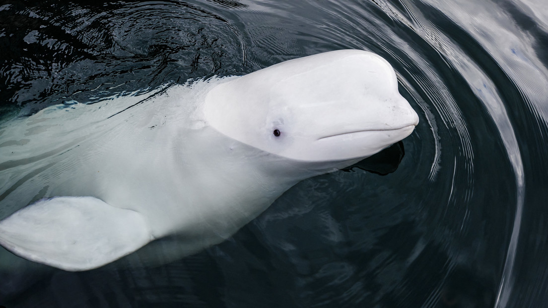 Intentan rescatar a una ballena beluga que apareció en el río Sena en Francia