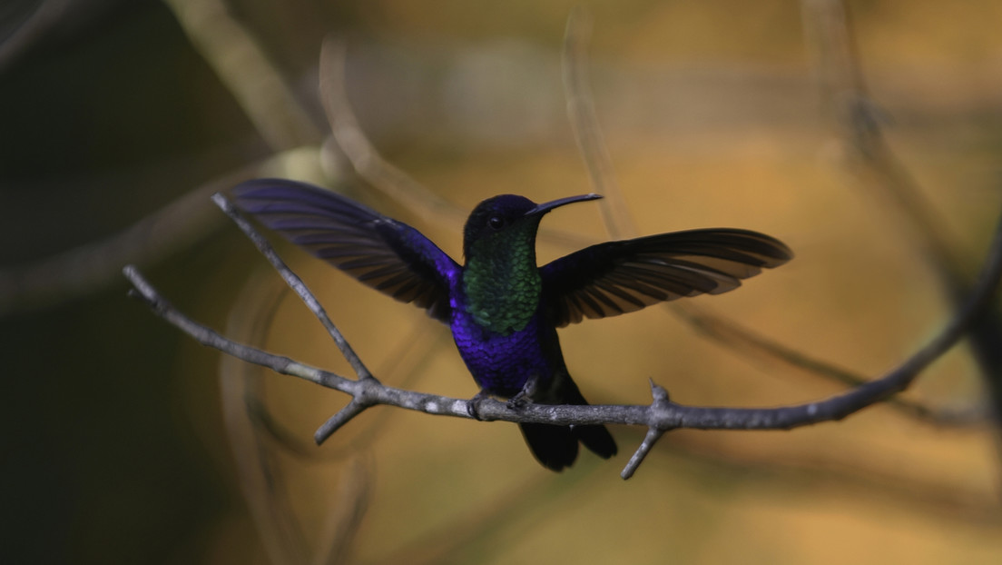 "Como ver un fantasma": Avistan en Colombia un raro colibrí por tercera vez en la historia