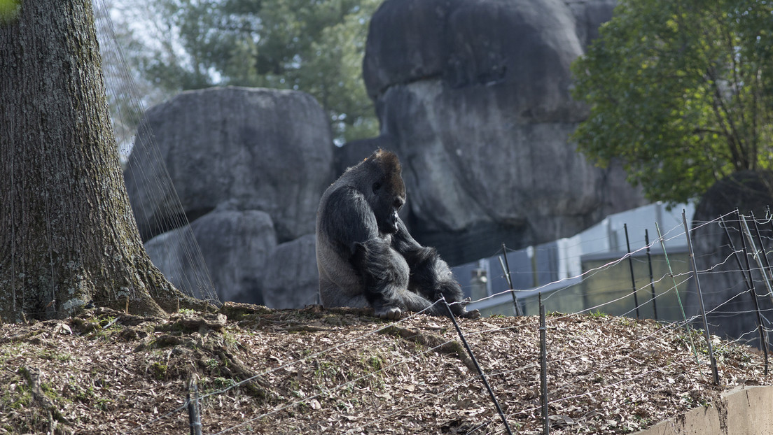 VIDEO: Gorilas en cautiverio inventan vocalización distintiva para atraer la atención de cuidadores