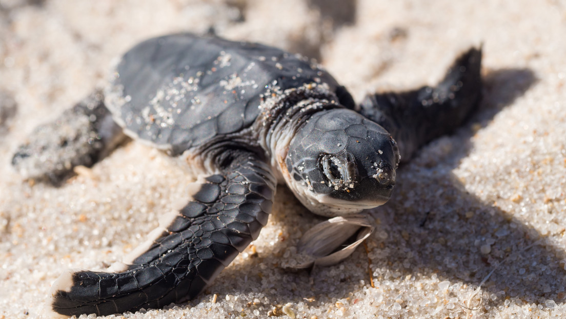 El calor está dejando sin machos las poblaciones de tortugas marinas