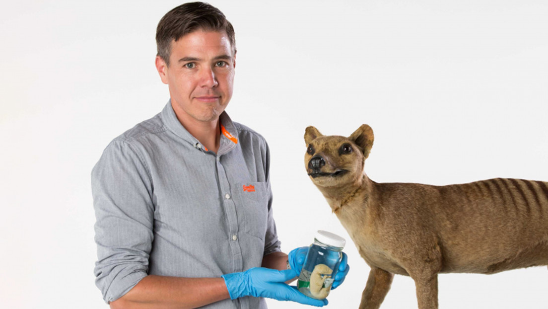 Científicos australianos buscan revivir al extinto tigre de Tasmania