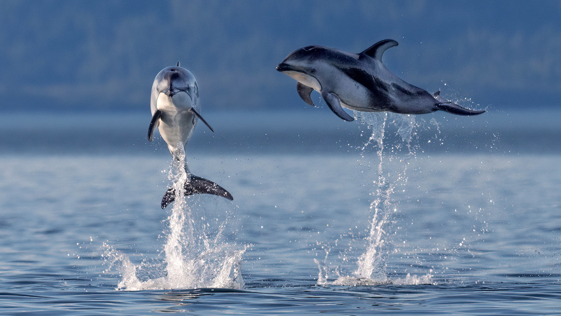 Colocan cámaras en los delfines entrenados por la Marina de EE.UU. y graban lo que nunca se ha visto (FOTOS)
