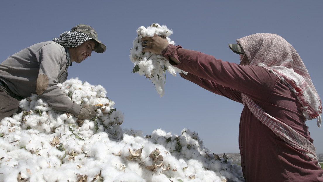 Se disparan los precios de algodón por el calor extremo en varias regiones del mundo