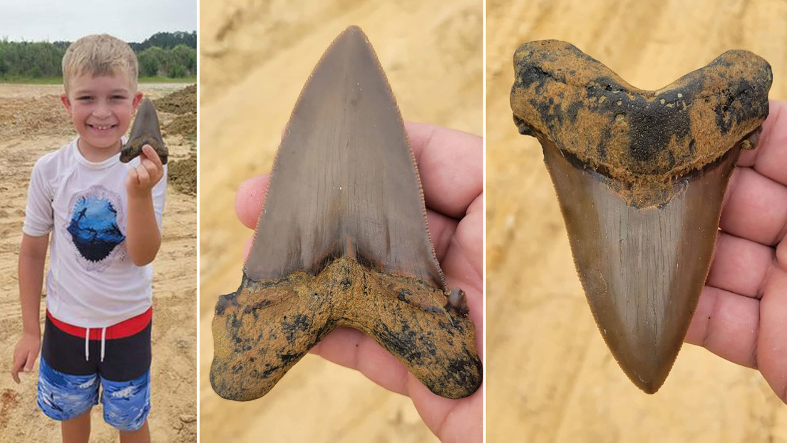 Un niño de 8 años halla un diente de un extinto tiburón gigante durante un paseo por California