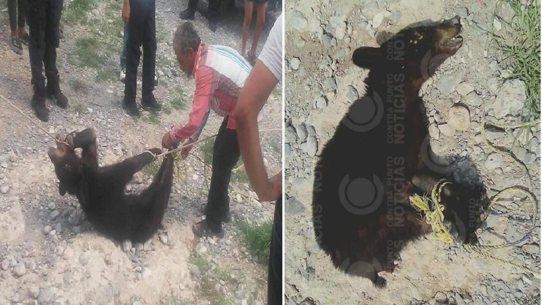 Amarran, golpean y asfixian a un oso negro en peligro de extinción en México