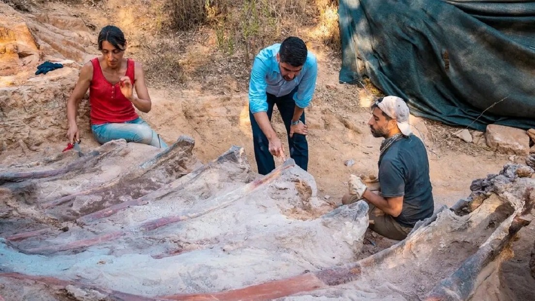 Un hombre descubre en el patio de su casa en Portugal lo que podría ser el dinosaurio más grande encontrado en Europa