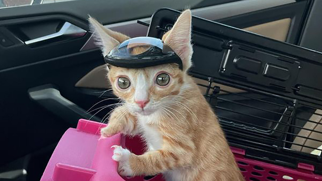 Un gatito debe usar un casco para evitar golpearse con objetos (FOTOS)
