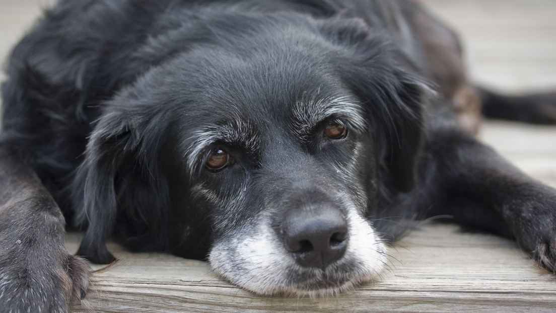 La demencia canina existe y su riesgo aumenta a partir de los 10 años