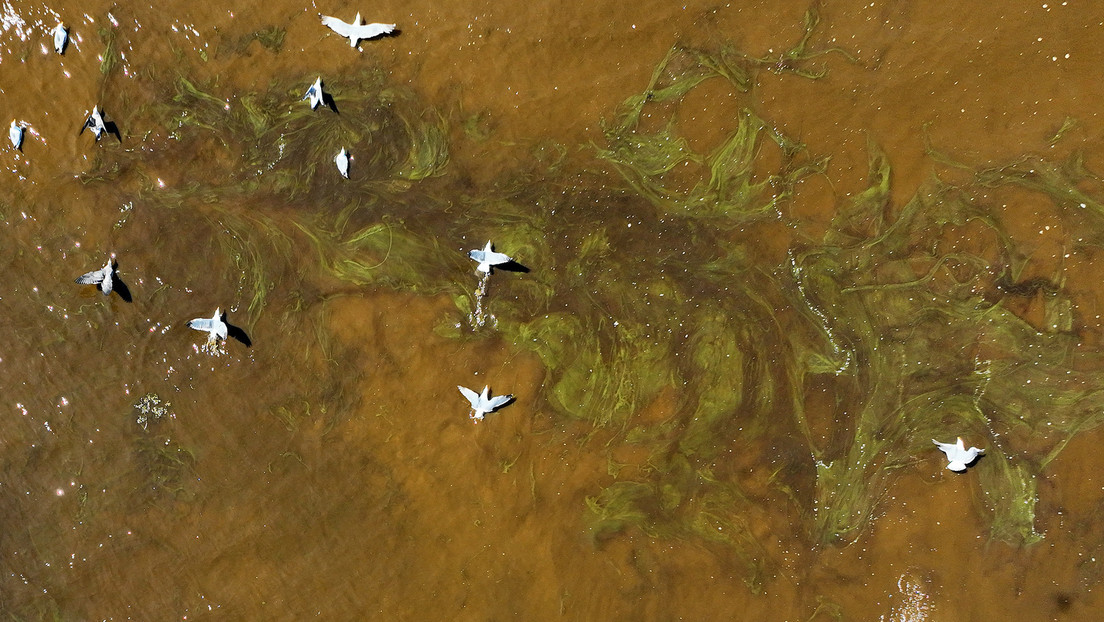 La bahía de San Francisco sufre la mayor floración de algas tóxicas desde 2004