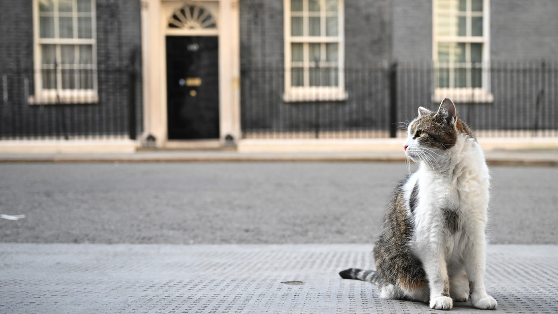 Tras la renuncia de Boris Johnson, los usuarios en redes sociales llaman a votar por su gato Larry