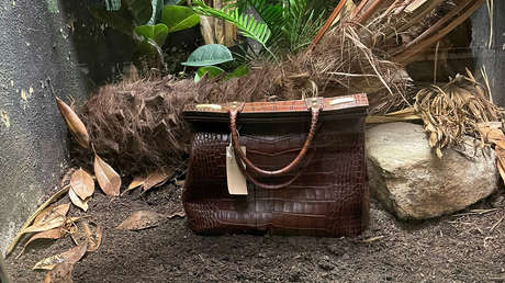 El zoo de Londres exhibe un bolso de piel de cocodrilo siamés en lugar de este reptil en extinción