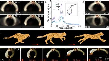 Desarrollan diminutos robots electromecánicos más rápidos que los guepardos (VIDEO)