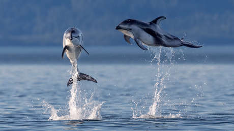 Colocan cámaras en los delfines entrenados por la Marina de EE.UU. y graban lo que nunca se ha visto (FOTOS)
