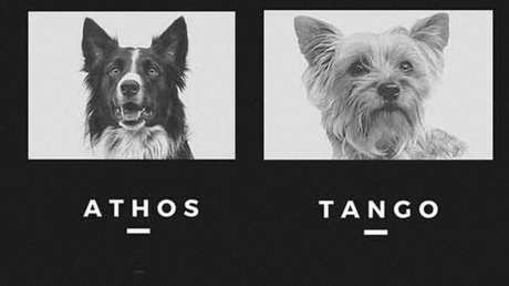 Sentencian a más de 10 años de prisión a un hombre que envenenó a dos perros rescatistas en México