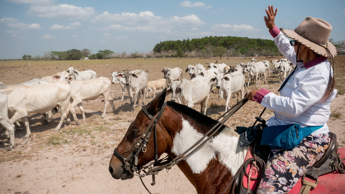 La controversial propuesta de los ganaderos en Colombia que reaviva el temido germen del paramilitarismo