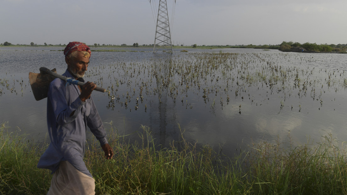 "Hemos retrocedido 50 años": Agricultores de Pakistán enfrentan pérdidas millonarias en medio de las inundaciones