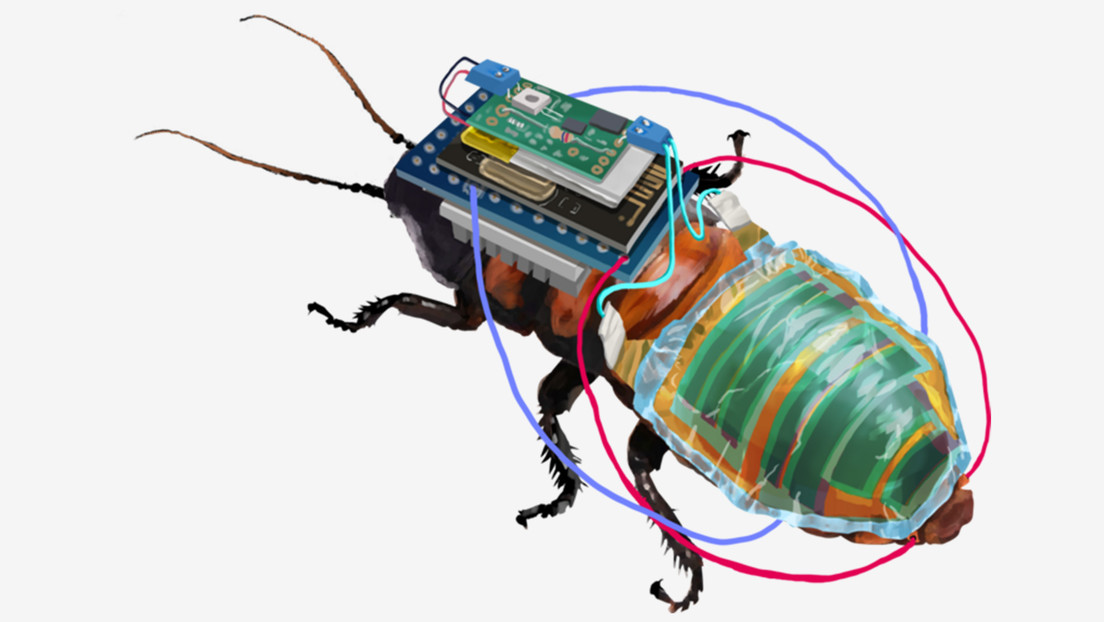 Diseñan una cucaracha cíborg recargable y con mochila a control remoto