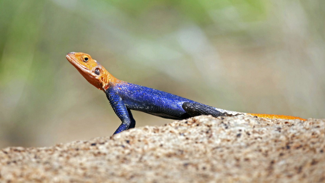 Avistan en Puerto Rico el primer ejemplar de un reptil invasor conocido como lagarto de fuego