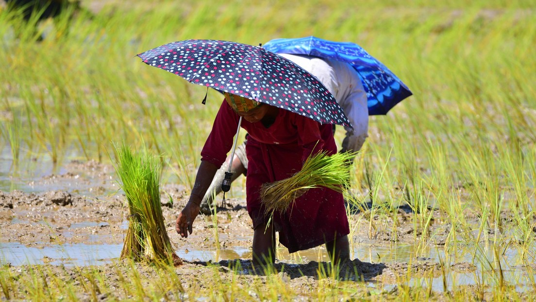 Advierten que el precio del arroz puede dispararse a causa de la restricción impuesta por la India a las exportaciones