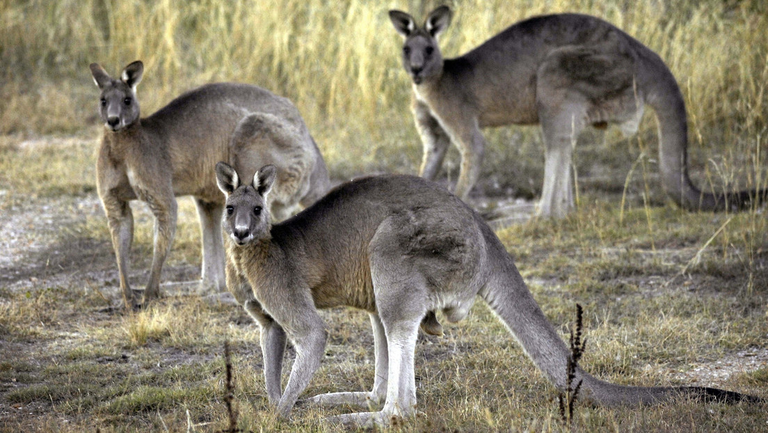 Un canguro salvaje convertido en mascota mata a su dueño en Australia