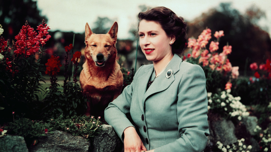Se desata la 'fiebre' por los perros corgi en Reino Unido tras la muerte de Isabel II