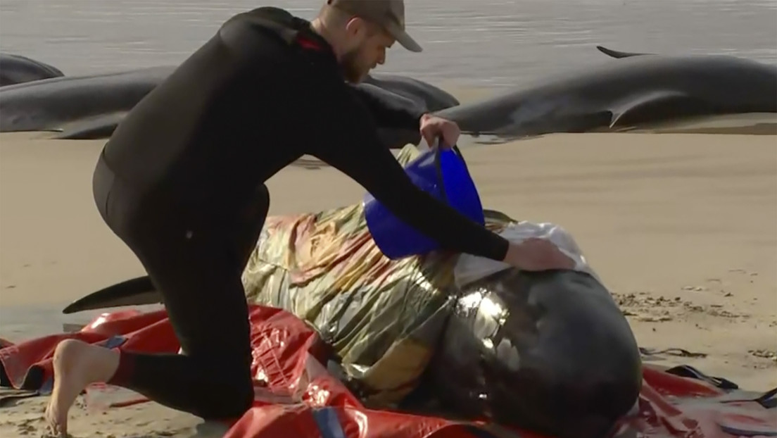 230 ballenas quedan varadas en la isla de Tasmania, dos años después de un episodio similar (FOTOS)