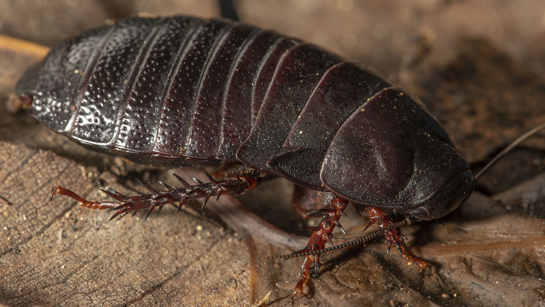 Una rara cucaracha reaparece después de más de 80 años "extinta"