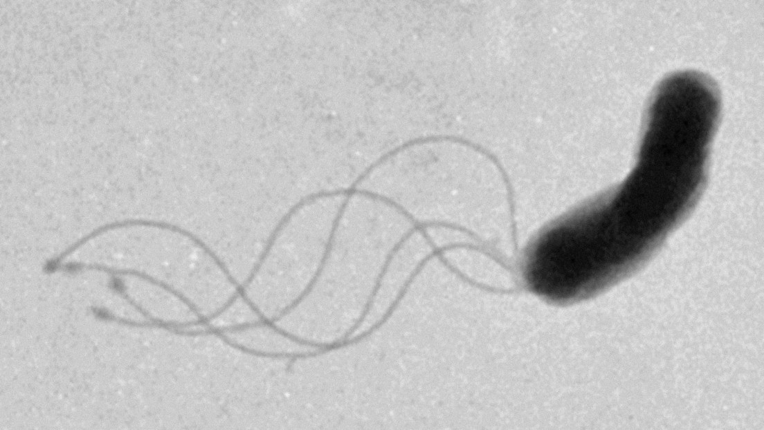 Se resuelve un misterio de cinco décadas al descubrir cómo se mueven las bacterias