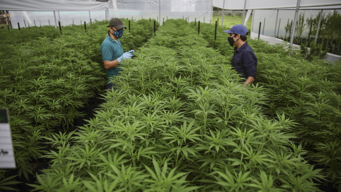 ¿Hacia la legalización del cannabis recreativo? Así es la nueva propuesta presentada en Colombia