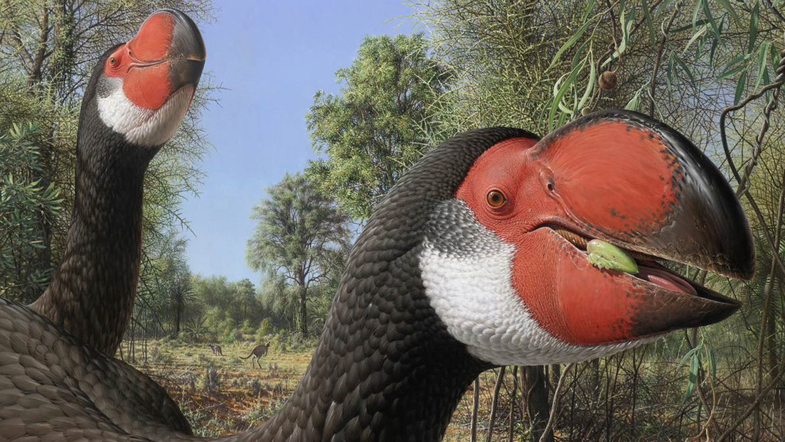 Encuentran restos prehistóricos únicos de la que sería el ave más grande del mundo