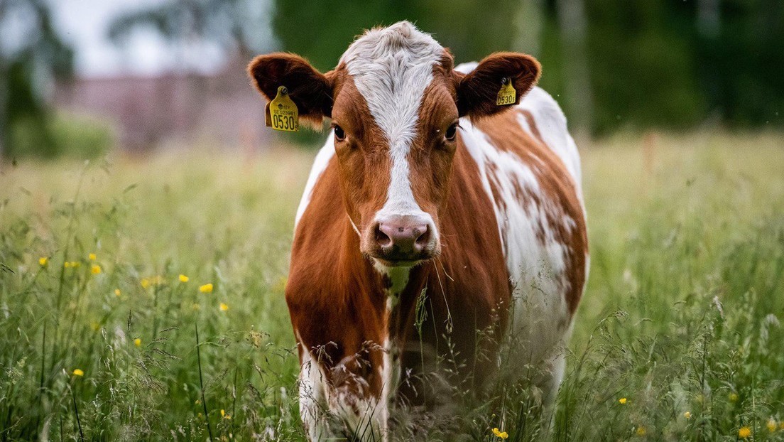 Este país será el primero en gravar al metano emitido por el ganado