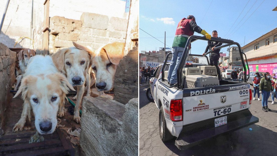 Rescatan a más de 70 perros de un inmueble en México donde presuntamente eran sacrificados para consumo humano