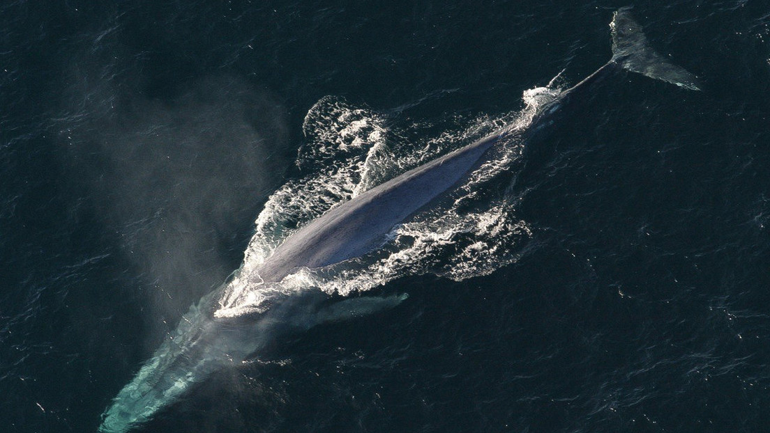 La ballena descubierta en EE.UU. el año pasado ya está al borde de la extinción