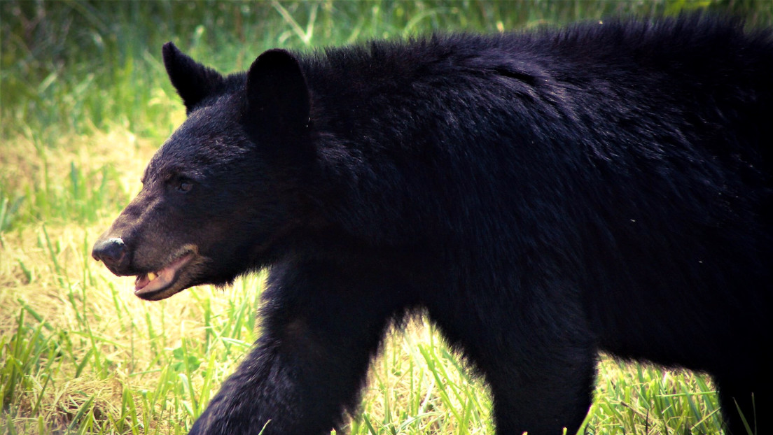 Un niño es atacado por un oso negro y lo salva su abuelo en silla de ruedas