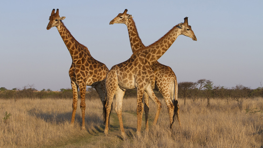 Una bebé muere al ser pisoteada por una jirafa en Sudáfrica