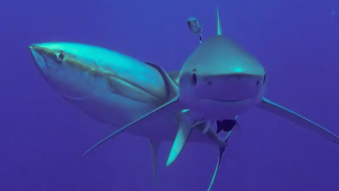 La curiosa razón por la que los atunes se frotan contra los tiburones