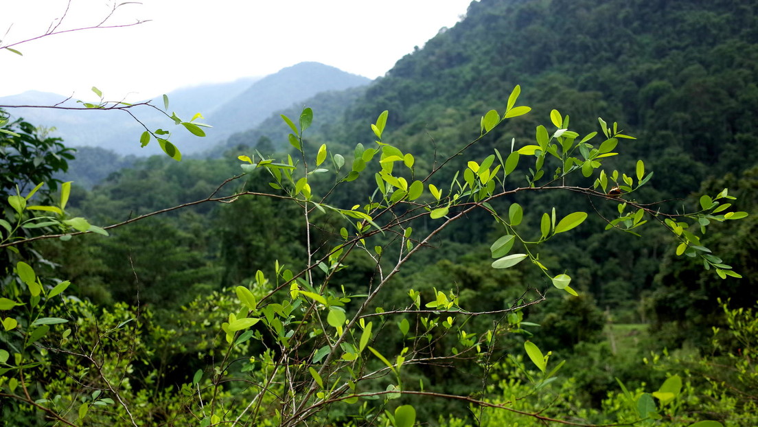 Los cultivos de coca en Colombia alcanzan un nuevo récord y la ONU explica el porqué