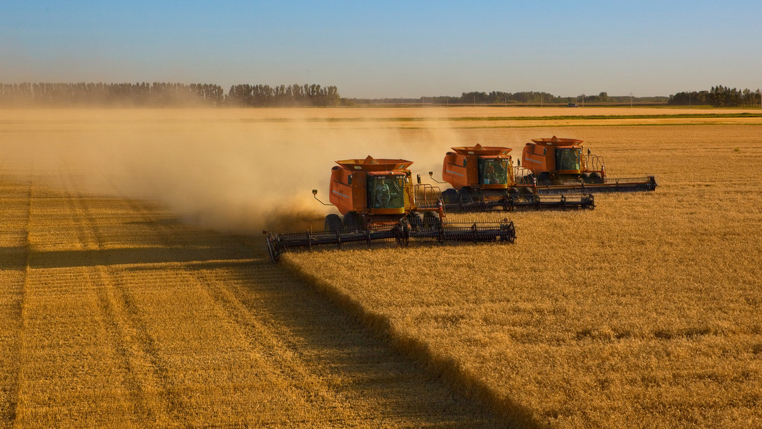La cosecha de cereales bate el récord histórico en Rusia