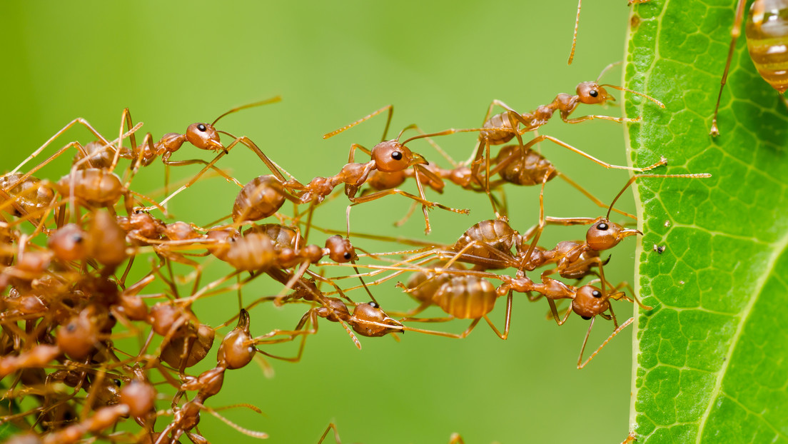 Detectan en Francia la primera supercolonia de la peligrosa 'hormiga eléctrica'