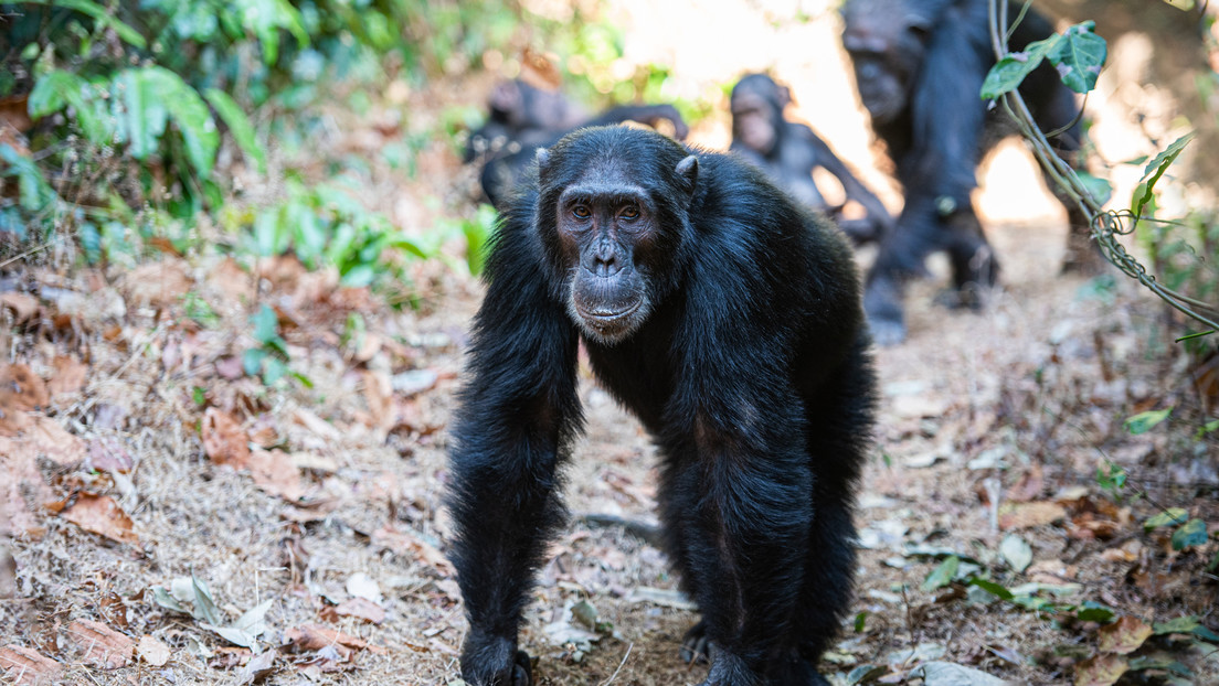 Descubren que los chimpancés pueden sincronizar sus pasos, una habilidad atribuida hasta ahora solo a los humanos